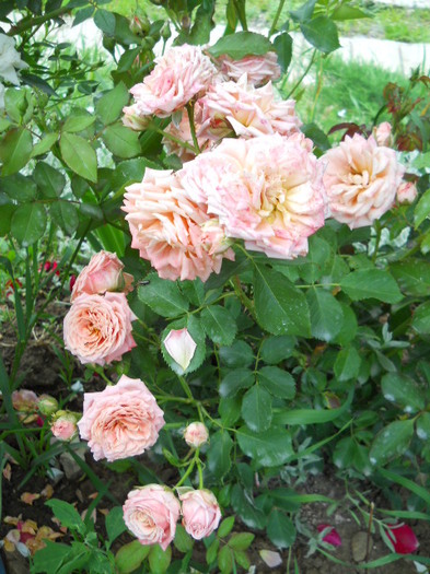 DSCN4014