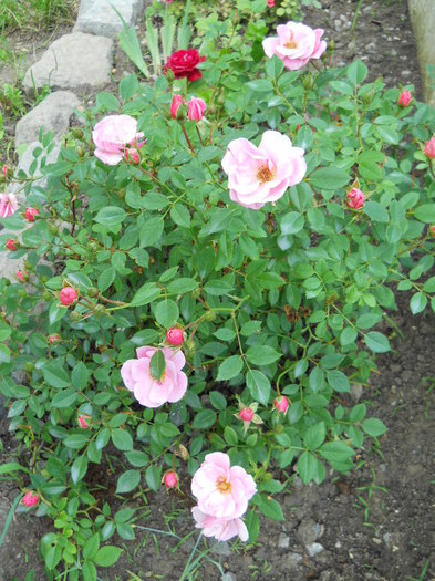 DSCN4029
