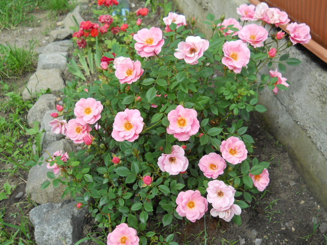 DSCN4065