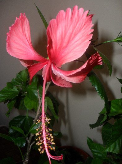Andersonii - Hibiscus 2012-1