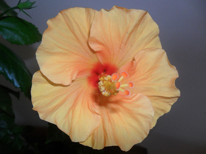 Hanne - Hibiscus 2012-1