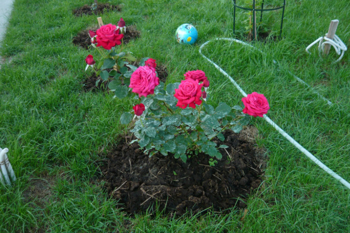 006 - TRANDAFIRI 2012-2013-2014