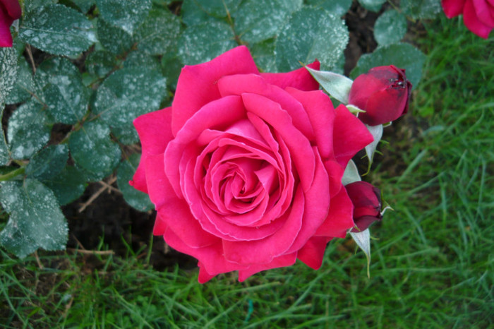 008 - TRANDAFIRI 2012-2013-2014