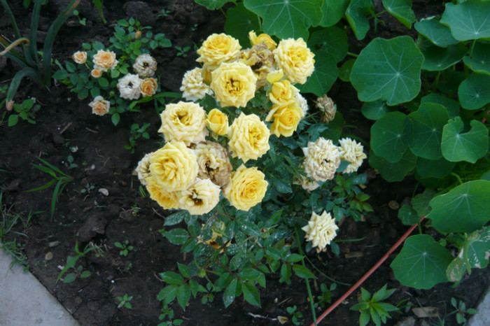 009 - TRANDAFIRI 2012-2013-2014