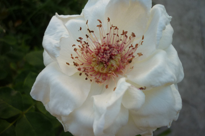 e parfumat - Rosa - Hibi - trandafir