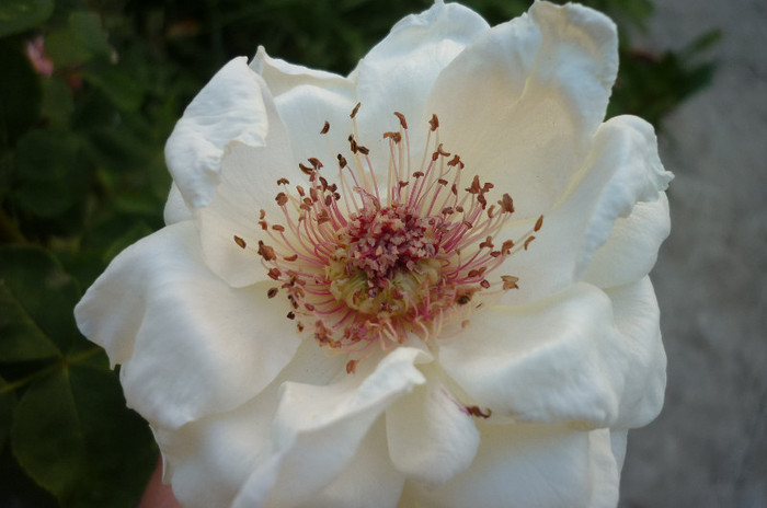 P1020257 - Rosa - Hibi - trandafir