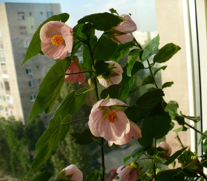 P1390699 - Abutiloni 2012