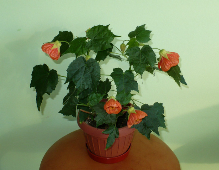 P1390734 - Abutiloni 2012