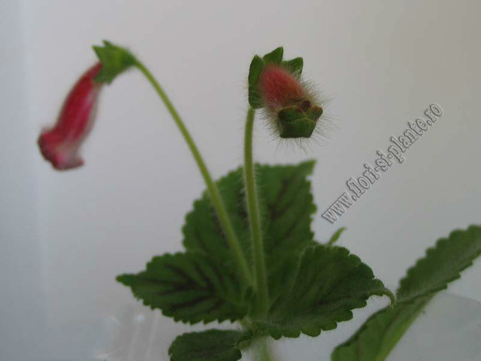 NEW - Kohleria Simone (GS); 2012
