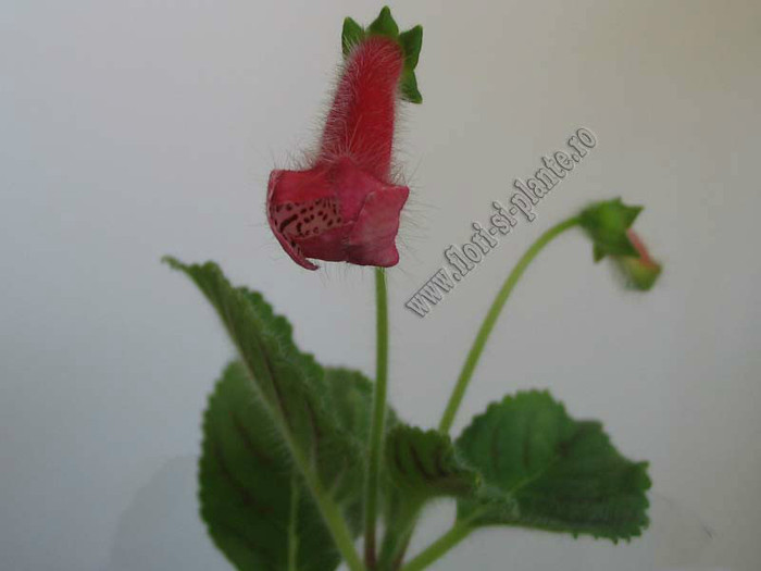 NEW - Kohleria Simone (GS) - imagini in premiera; 2012

