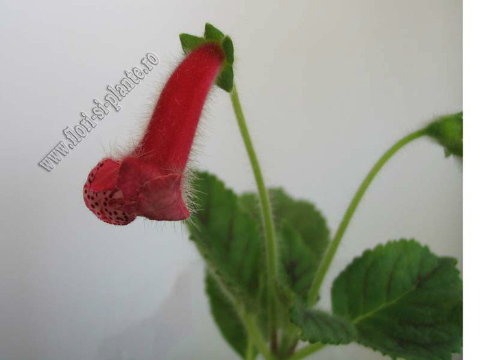 NEW - Kohleria Simone (GS); 2012
