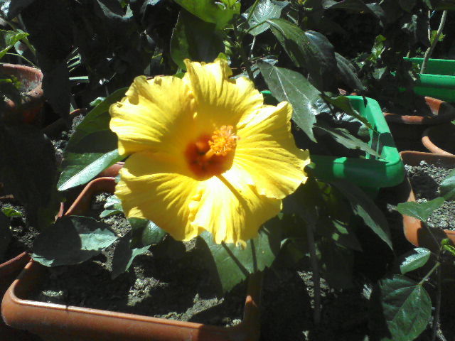 P07-06-12_14.36 - hibiscus