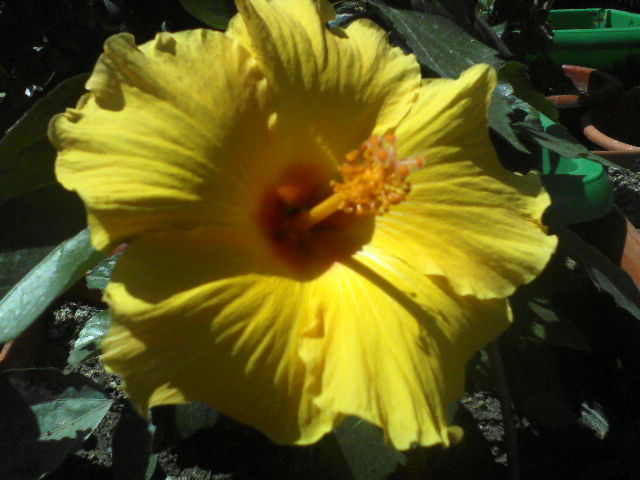 P07-06-12_14.36[2] - hibiscus