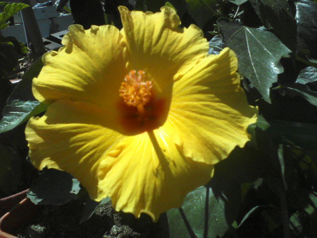 P07-06-12_14.37 - hibiscus