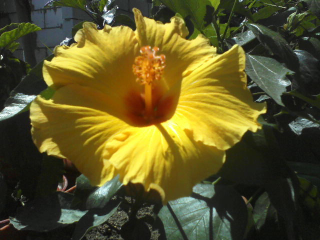 P07-06-12_14.37[1] - hibiscus