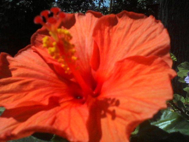 P07-06-12_14.37[6] - hibiscus