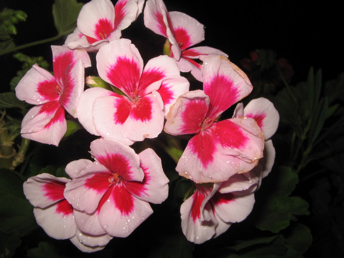 IMG_3624 - Flori 2012