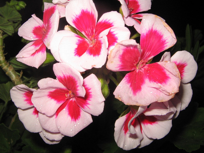 IMG_3626 - Flori 2012