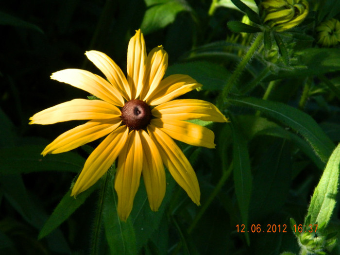 015 - 6_IUNIE