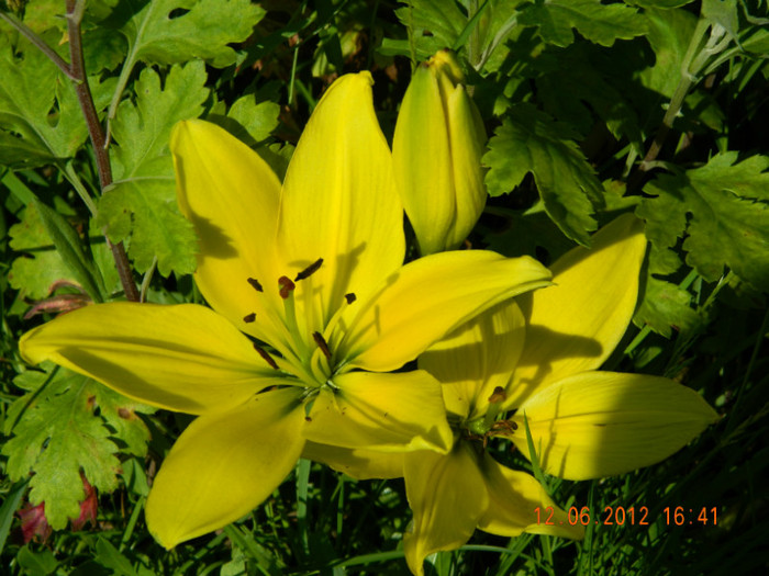 020 - 6_IUNIE