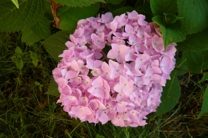 076 - hortensia