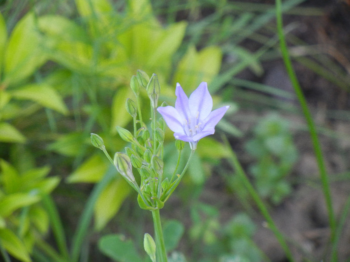 Triteleia laxa Queen Fabiola (2011,Jun.13)