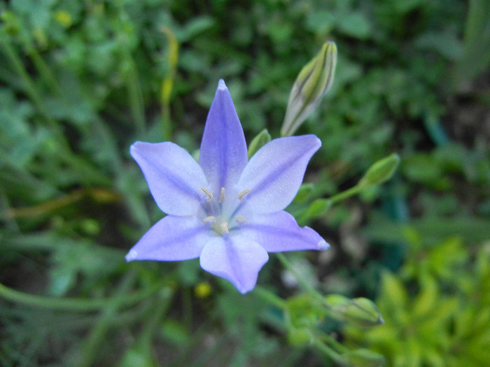 Triteleia laxa Queen Fabiola (2011,Jun.13) - TRITELEIA Laxa Queen Fabiola