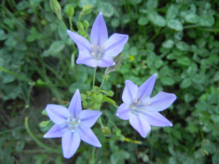 Triteleia laxa Queen Fabiola (2011,Jun.13) - TRITELEIA Laxa Queen Fabiola