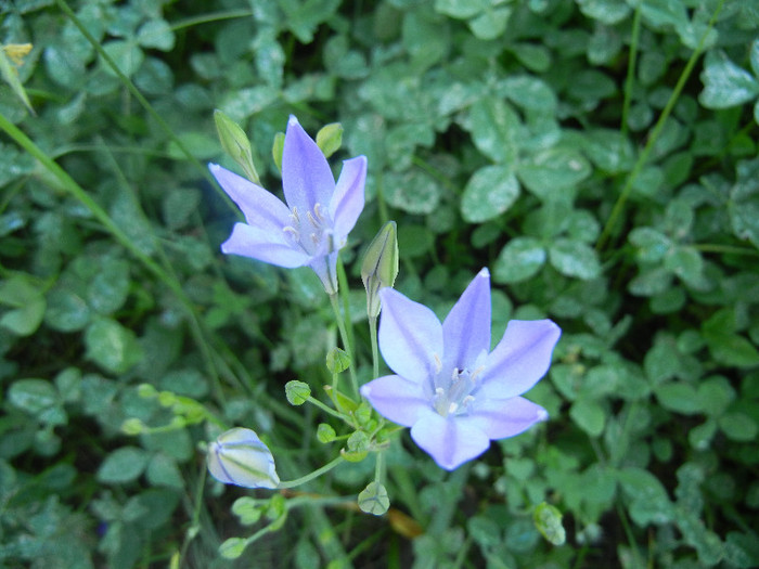 Triteleia laxa Queen Fabiola (2011,Jun.13)