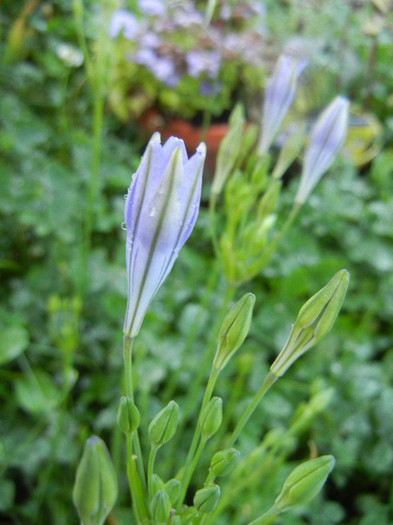 Triteleia laxa Queen Fabiola (2011,Jun.11)