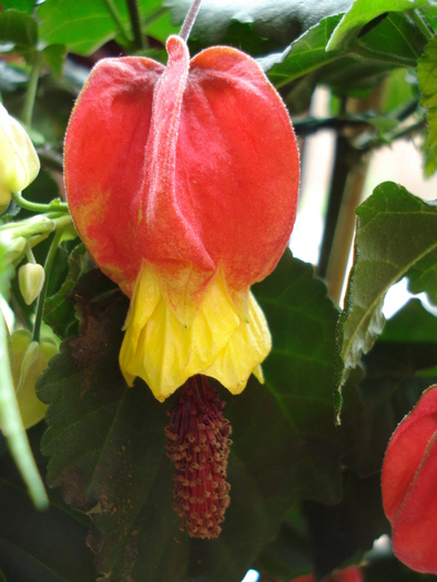 Abutilon megapotamicum (2010, Apr.23)