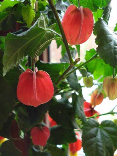 Abutilon megapotamicum (2010, Apr.23) - Abutilon megapotamicum