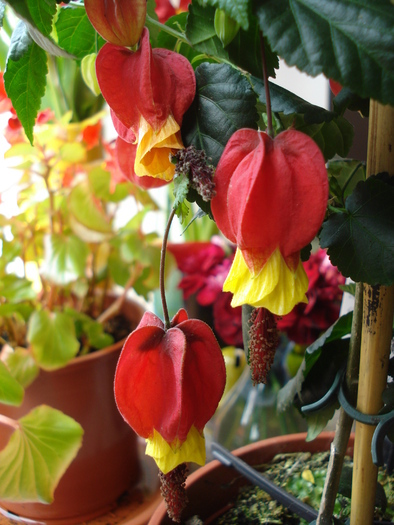 Trailing Abutilon (2010, April 23)