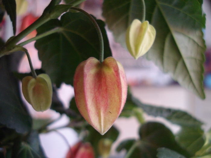 Chinese Lanterns (2010, April 23) - Abutilon megapotamicum