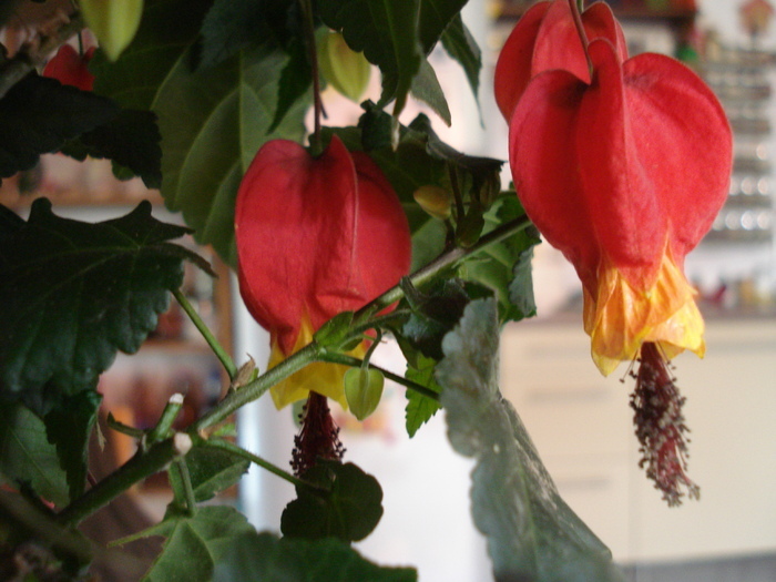 Chinese Lanterns (2010, April 23) - Abutilon megapotamicum