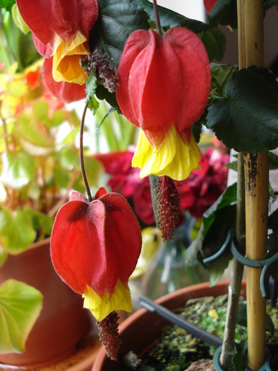 Abutilon megapotamicum (2010, Apr.23) - Abutilon megapotamicum