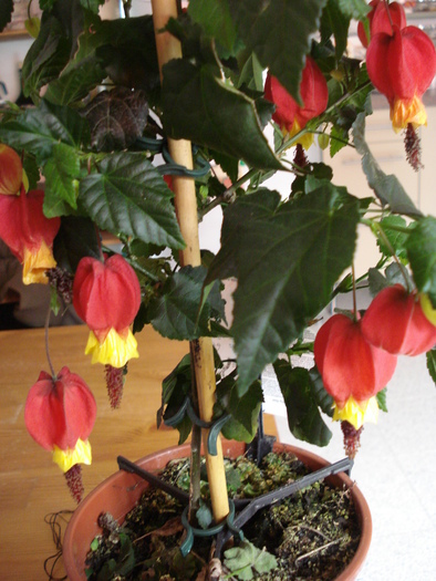 Abutilon megapotamicum (2010, Apr.23) - Abutilon megapotamicum