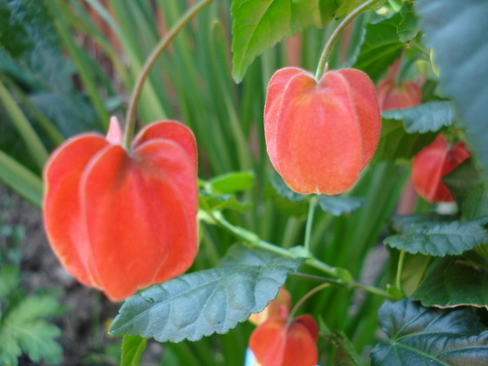 Abutilon megapotamicum (2010, May 01)