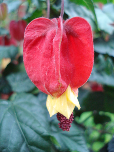 Abutilon megapotamicum (2010, May 07) - Abutilon megapotamicum