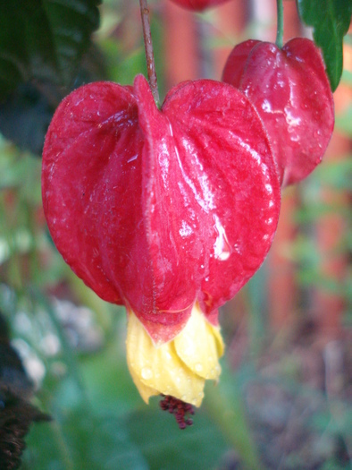 Abutilon megapotamicum (2010, May 24) - Abutilon megapotamicum