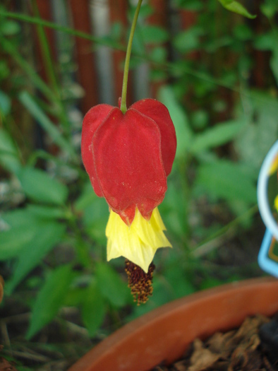 Abutilon megapotamicum (2010, Aug.07)