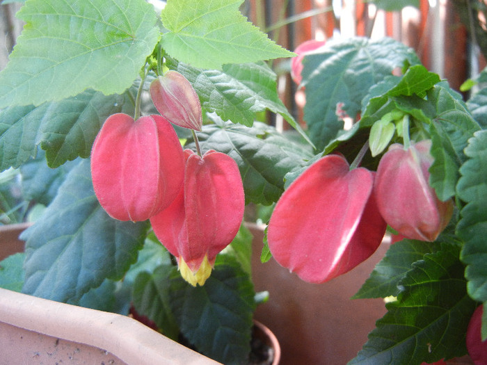 Abutilon megapotamicum (2012, Jun.13) - Abutilon megapotamicum