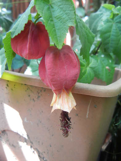 Abutilon megapotamicum (2012, Jun.13) - Abutilon megapotamicum