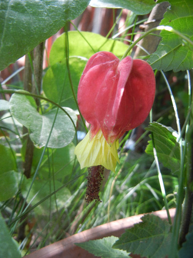 Abutilon megapotamicum (2012, Jun.13)