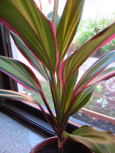 Cordyline fruticosa Kiwi (2010, June 25)