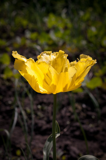 Tulipa Parrot "Texas Gold" - De ce iubesc lalelele