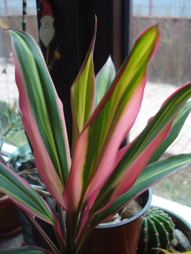 Ti Plant Kiwi (2011, March 18) - Cordyline fruticosa Kiwi