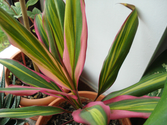 Ti Plant Kiwi (2011, May 08) - Cordyline fruticosa Kiwi