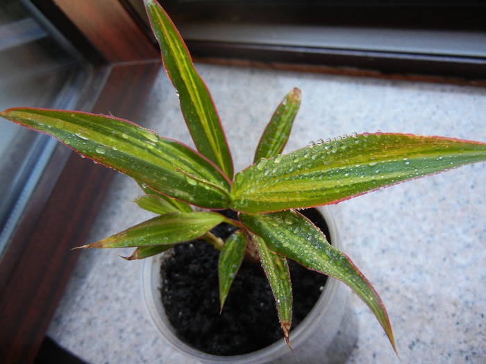 Ti Plant Kiwi (2012, June 13) - Cordyline fruticosa Kiwi