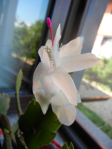 White Schlumbergera (2012, June 13) - Schlumbergera White